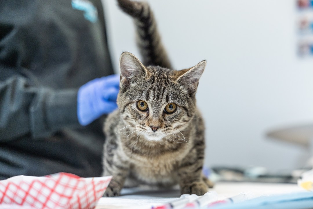 AA1RRoxd Photos: SD Humane Society brings in over 2 dozen at-risk kittens from Stockton shelter