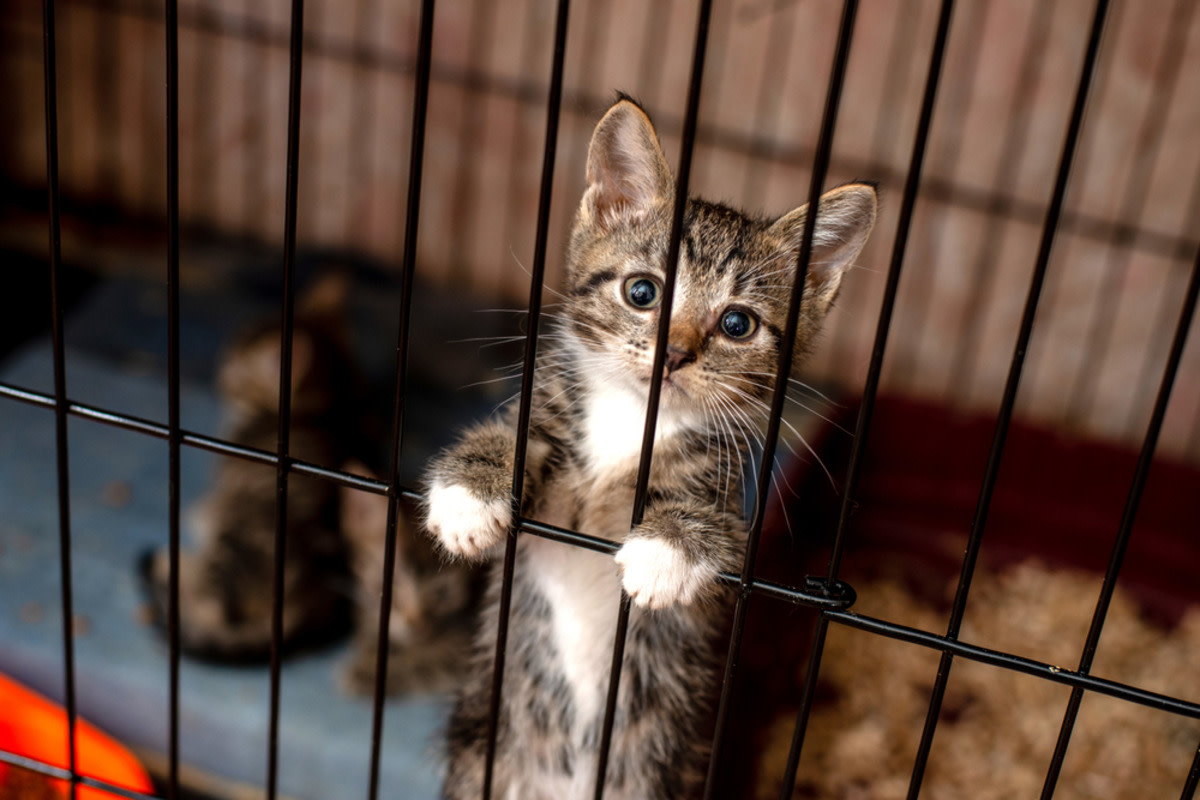 Mom goes to the shelter to 'look at cats' and gets most beautiful ...