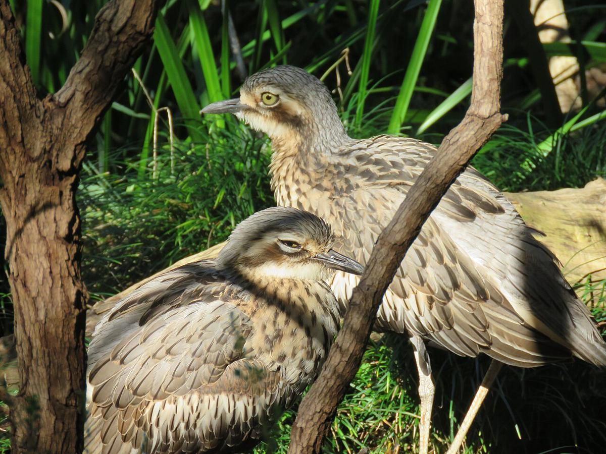 AA1RRr7E 5 Fakta Menarik Burung Bush Thick Nee, Ahli Menyamar dan Suara yang Membuat Merinding!