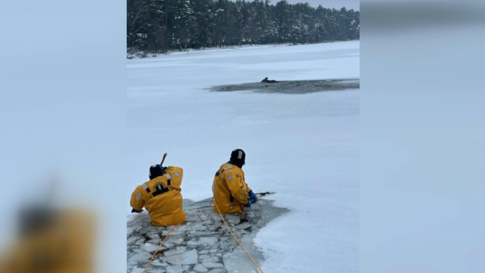 Deer rescued after falling through ice at 'Lost Lake'