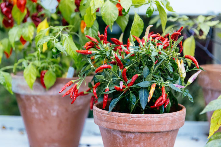 What is a salsa garden? Say hello to the trend that will spice up your ...