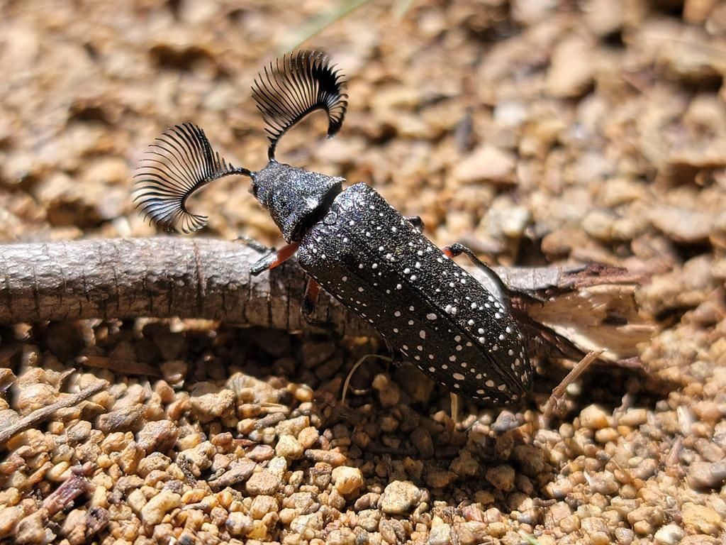 AA1RRryC 5 Fakta Menarik Rhipicera femorata, Kumbang Berantena Kipas Australia