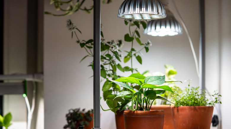 AA1RRsLr Help your houseplants thrive all winter with a simple lighting tip