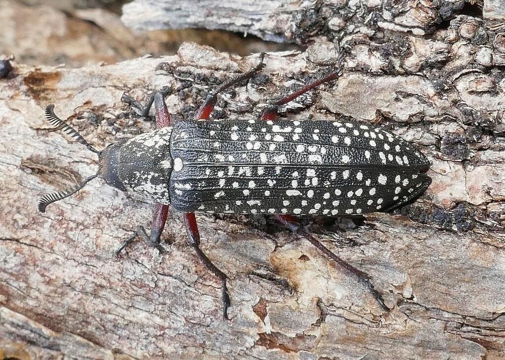 AA1RRtJo 5 Fakta Menarik Rhipicera femorata, Kumbang Berantena Kipas Australia