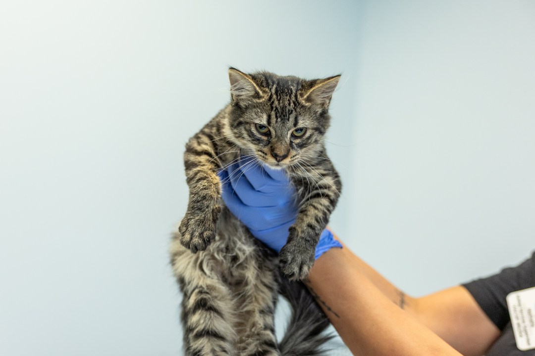 AA1RRtaJ Photos: SD Humane Society brings in over 2 dozen at-risk kittens from Stockton shelter