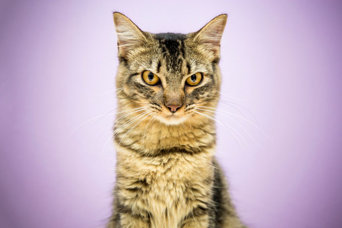 Devious tabby cat tricks golden retriever into closet like evil genius