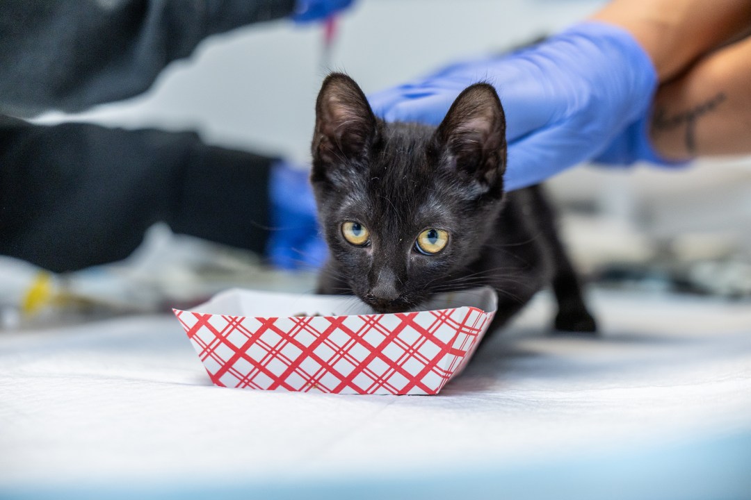 AA1RRvMi Photos: SD Humane Society brings in over 2 dozen at-risk kittens from Stockton shelter