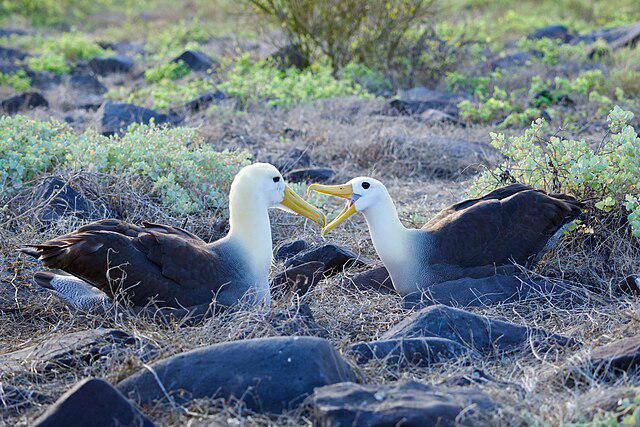 5 Fakta Menarik Albatross, Burung Penjelajah Samudra yang Tak Pernah Berhenti Terbang 2 AA1RRvsi