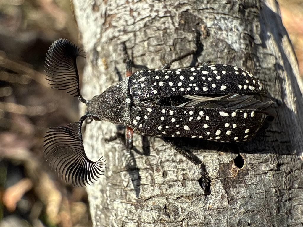 AA1RRyvn 5 Fakta Menarik Rhipicera femorata, Kumbang Berantena Kipas Australia