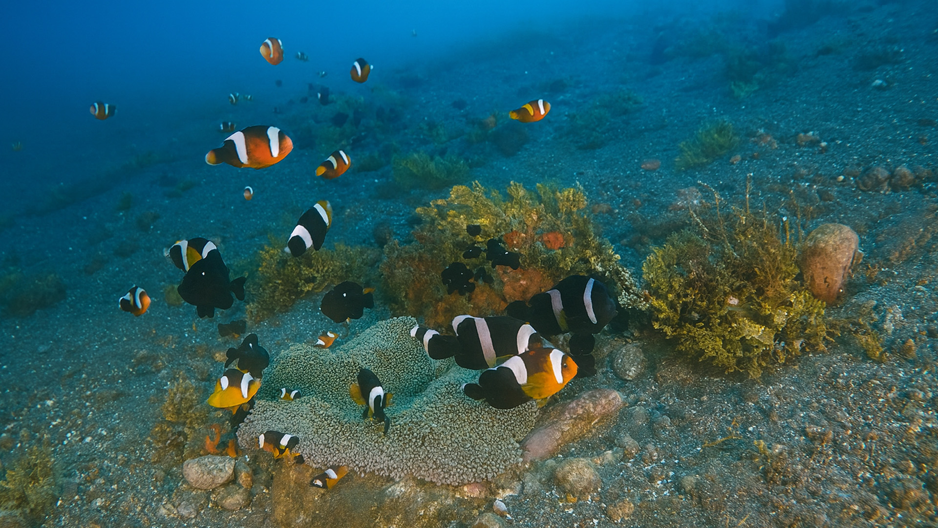 A quiet world beneath the waves