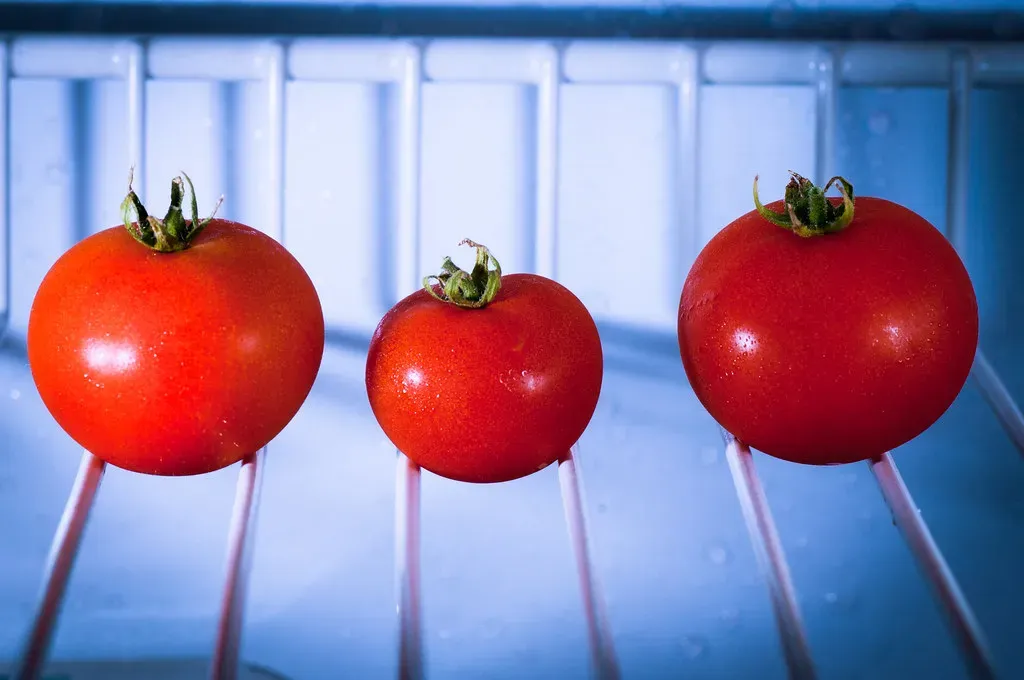 AA1RSBU1 Why tomatoes tasted better decades ago - and how science hopes to fix it