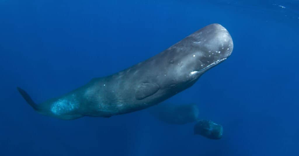 AA1RSGee Titans of the abyss: How sperm whales and giant squid differ