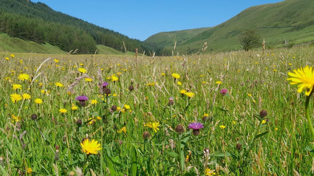 AA1RSGq6 Why were acres of hay meadows restored in the Lake District?