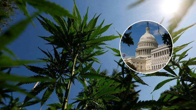 Congress rewrites hemp definition, reshaping cannabis rules