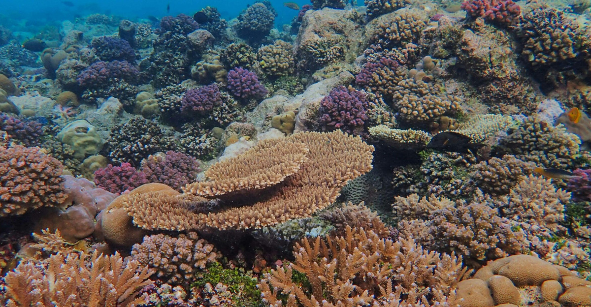 AA1RSfXa Florida’s largest reef system collapses after 150 year temperature high—52k colonies wiped out