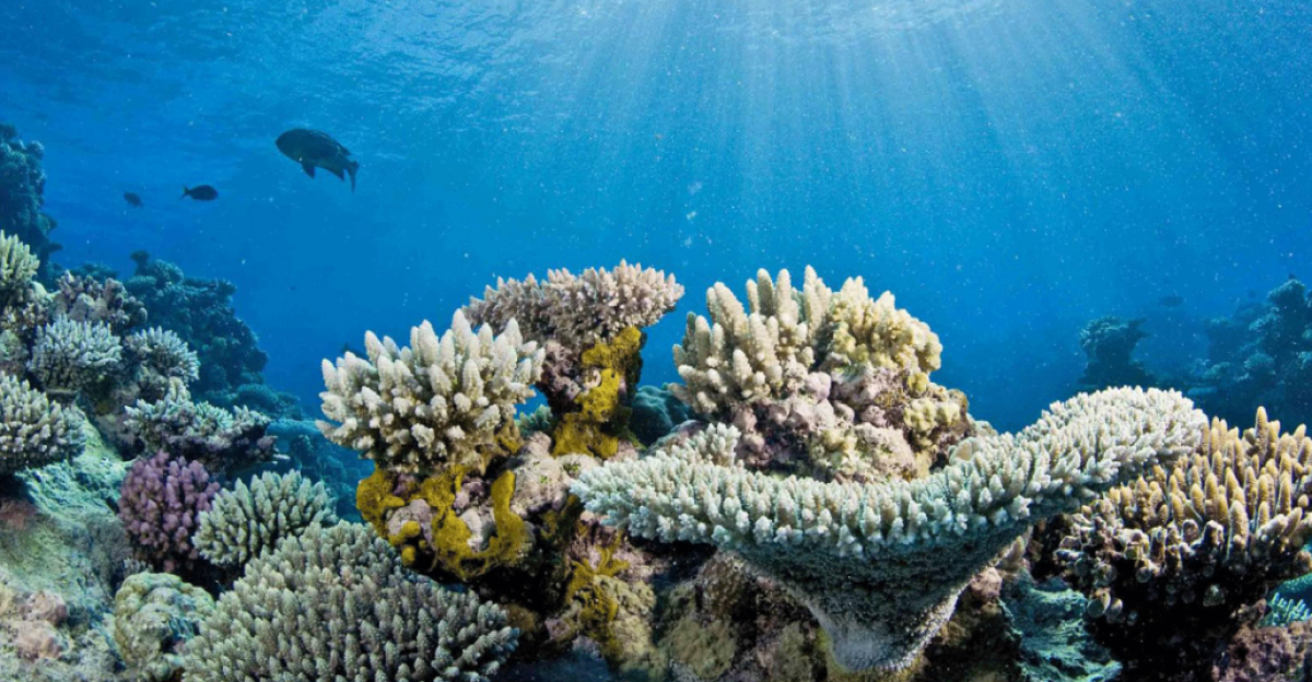 AA1RSn7V Florida’s largest reef system collapses after 150 year temperature high—52k colonies wiped out