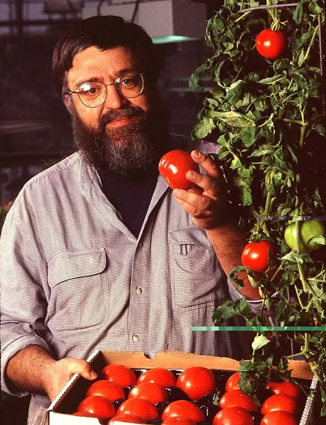 AA1RSnde Why tomatoes tasted better decades ago - and how science hopes to fix it