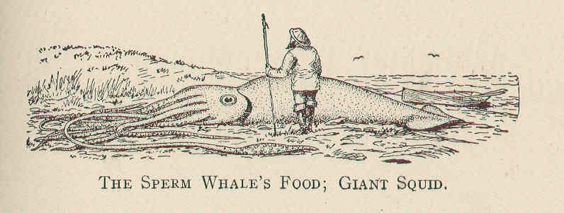 AA1RSngR Titans of the abyss: How sperm whales and giant squid differ