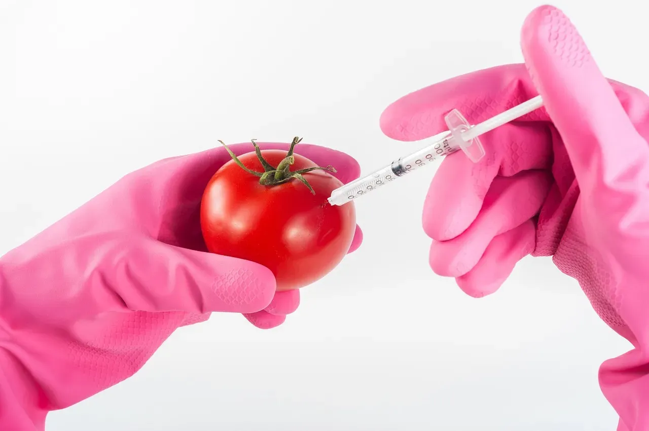 AA1RSufI Why tomatoes tasted better decades ago - and how science hopes to fix it