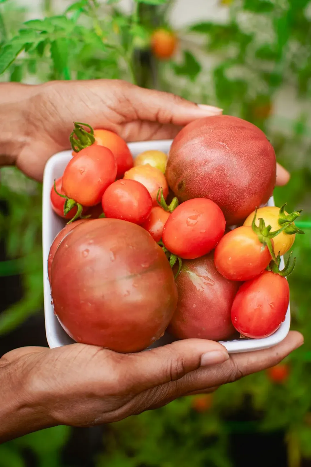 AA1RSwNW Why tomatoes tasted better decades ago - and how science hopes to fix it