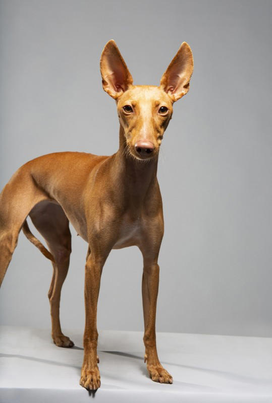 5 pretty dog breeds you’ve never heard of, experts say
