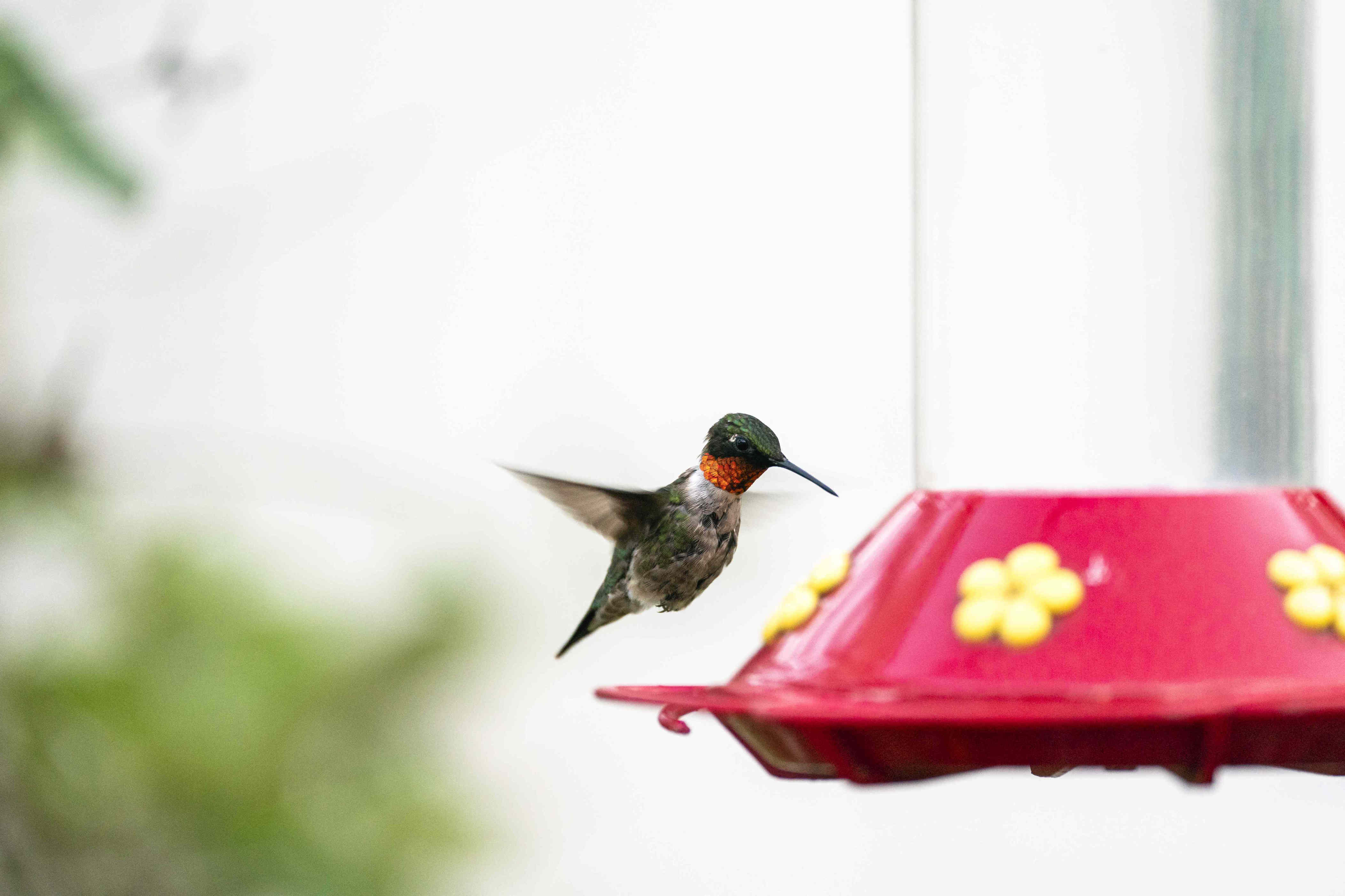 Where do hummingbirds go in the winter?