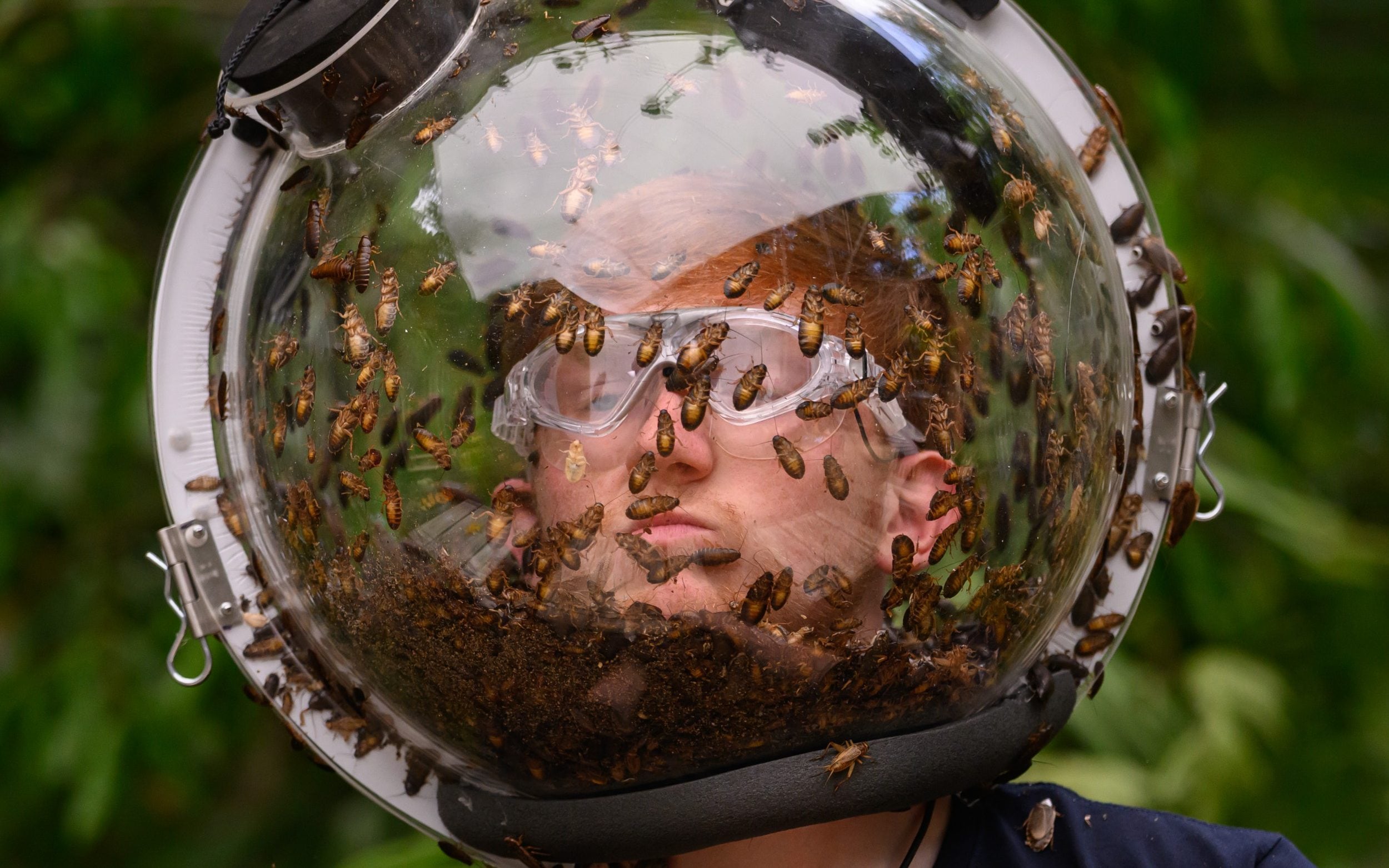 Angryginge takes on a bushtucker trial