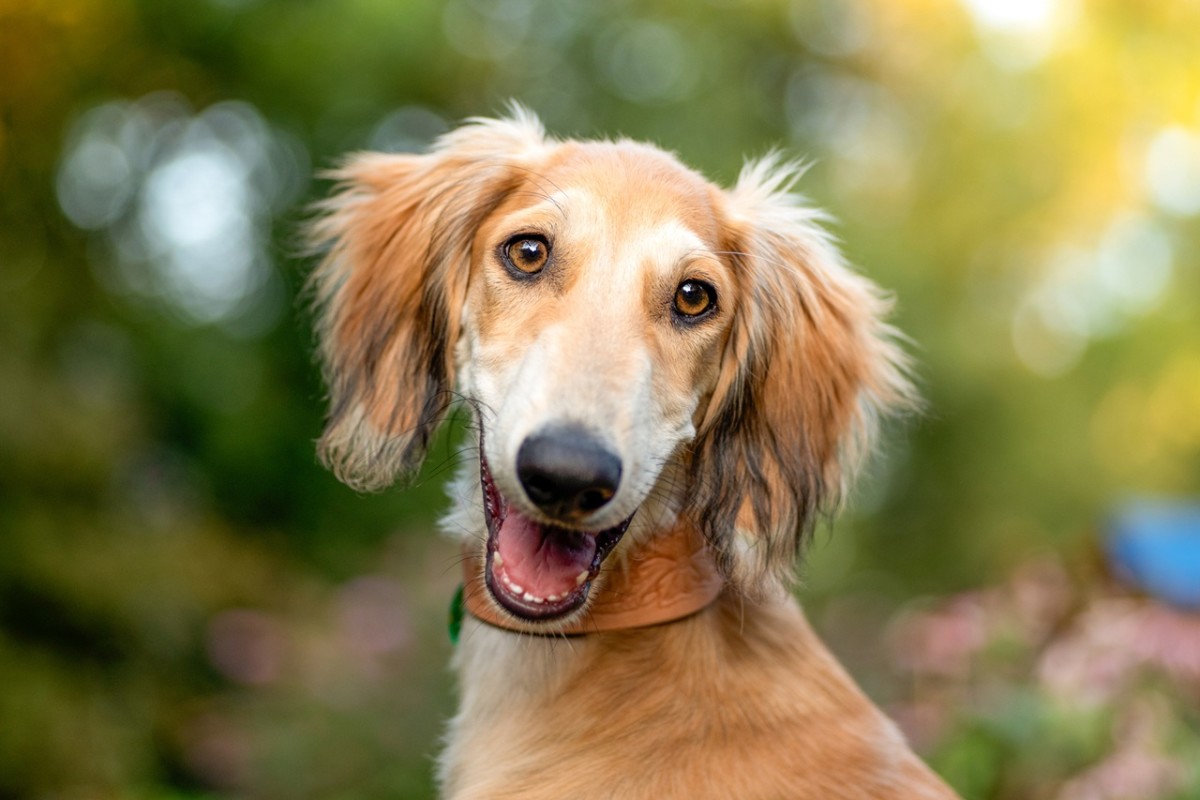 5 pretty dog breeds you’ve never heard of, experts say