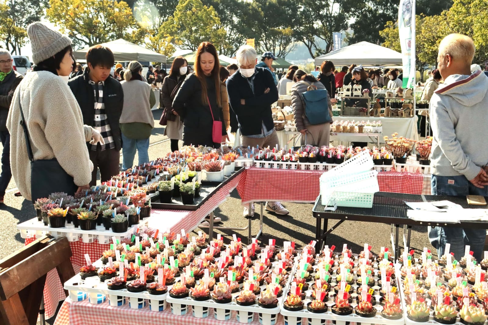 【2.有名（ユミョン）多肉植物販売会】 多肉植物が大集合 2000種以上2万株を販売 会場は大盛況／岡山・津山市