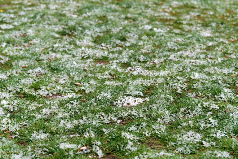 Lawn pros warn this everyday habit can damage your grass in fall and ...