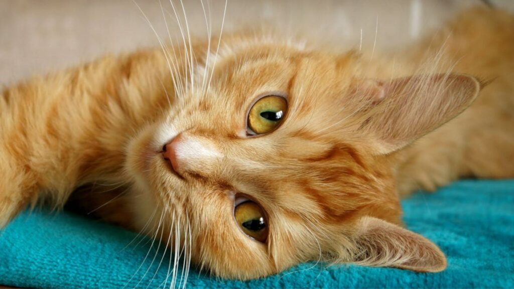 Study finally reveals why orange cats are genetically different from ...