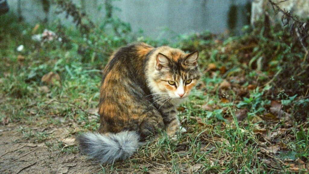 Study finally reveals why orange cats are genetically different from ...