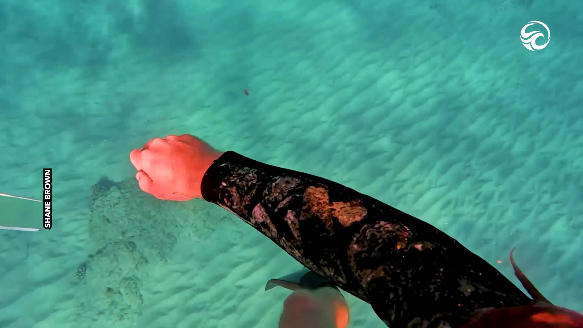 Octopus clings onto divers