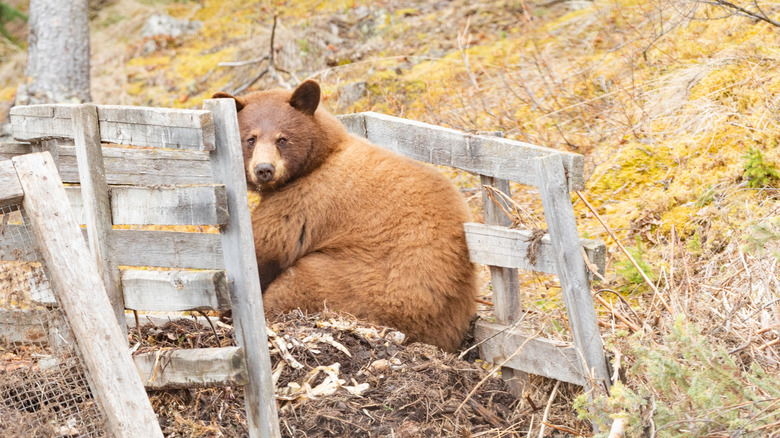 The common composting mistake that may be attracting bears