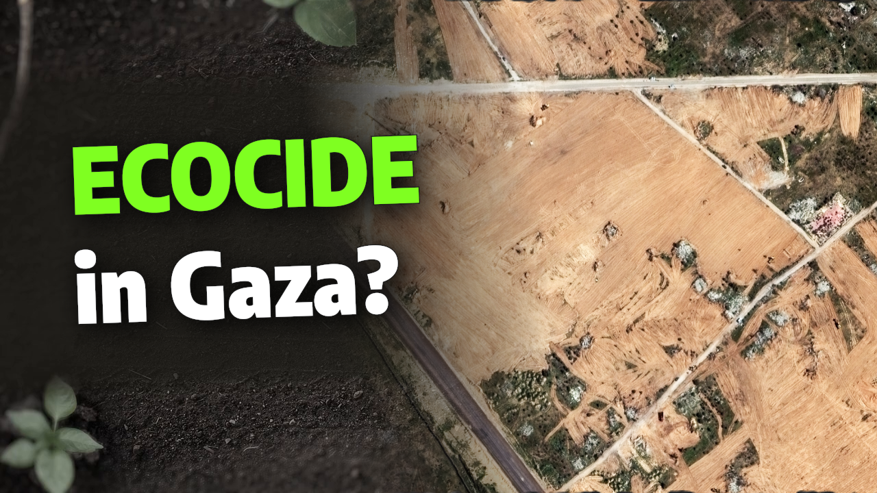 Satellite data shows 98 percent of Gaza’s tree crops are now destroyed ...