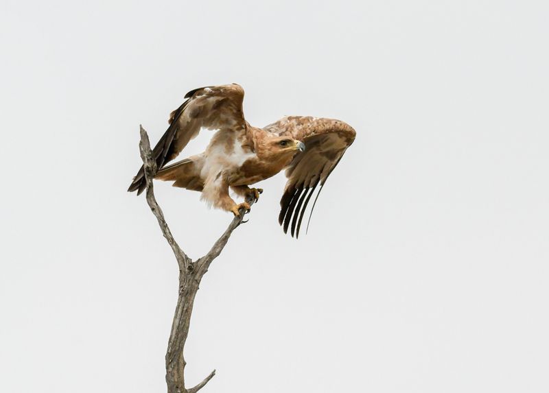 11 animals that don’t fear fire