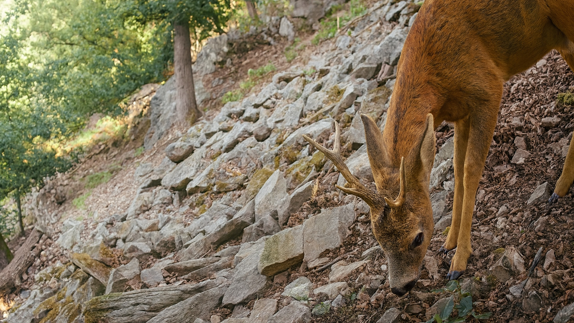 camera-trap-reveals-the-forest-s-secrets