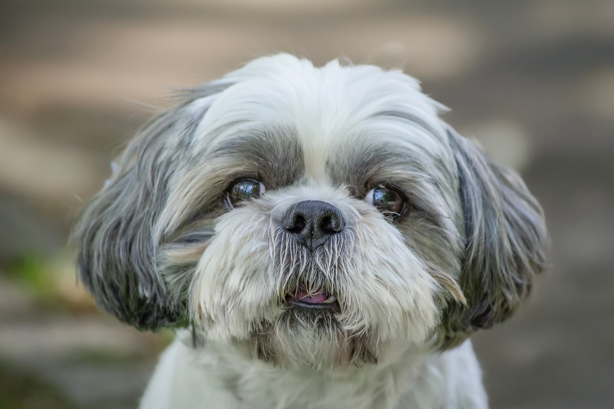 Shih-Tzu feels 'divided' on mom's early return and 'grandma's treat ...
