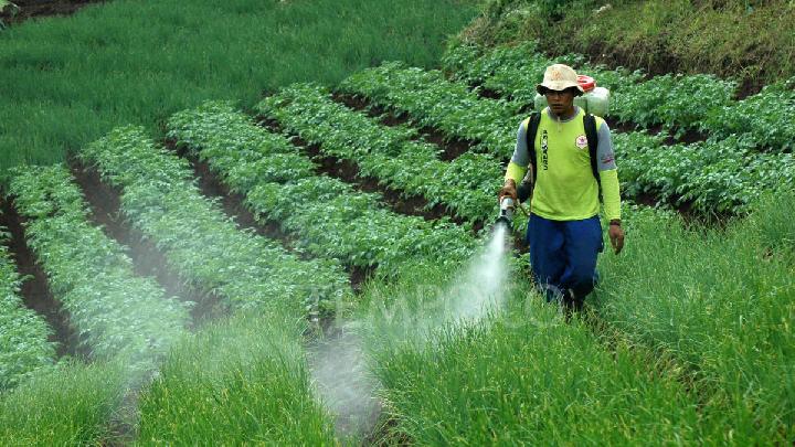 BPS: Harga Bawang Merah Melonjak di Atas Harga Pasar