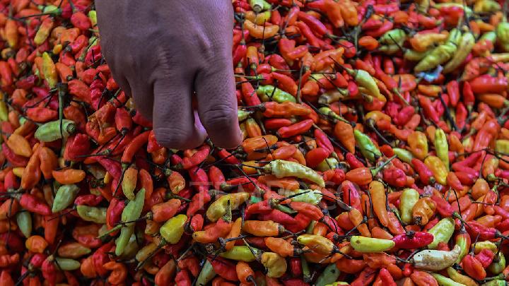 Harga cabai merah melonjak, di Nduga Rp 200 ribu per kilogram