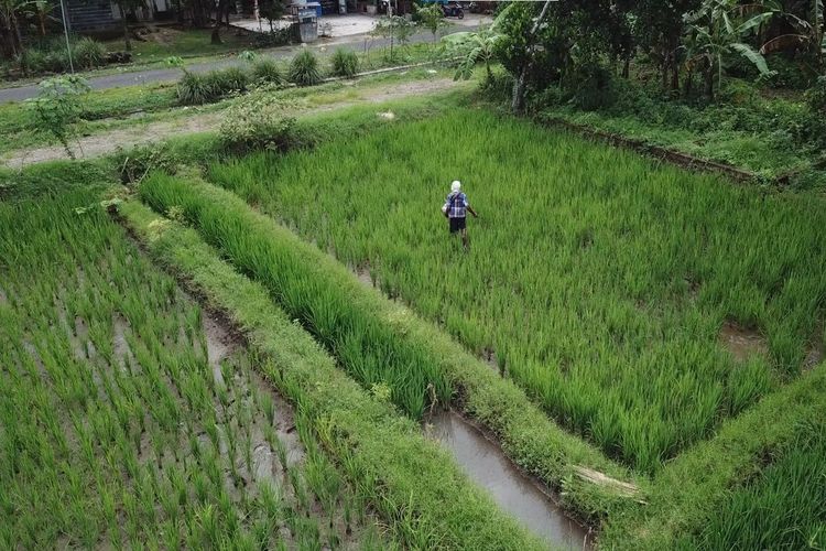 Kaltim Kembangkan 12.000 Hektare Sawah Baru pada 2026, Fokus pada Lahan Tidur di 6 Kabupaten