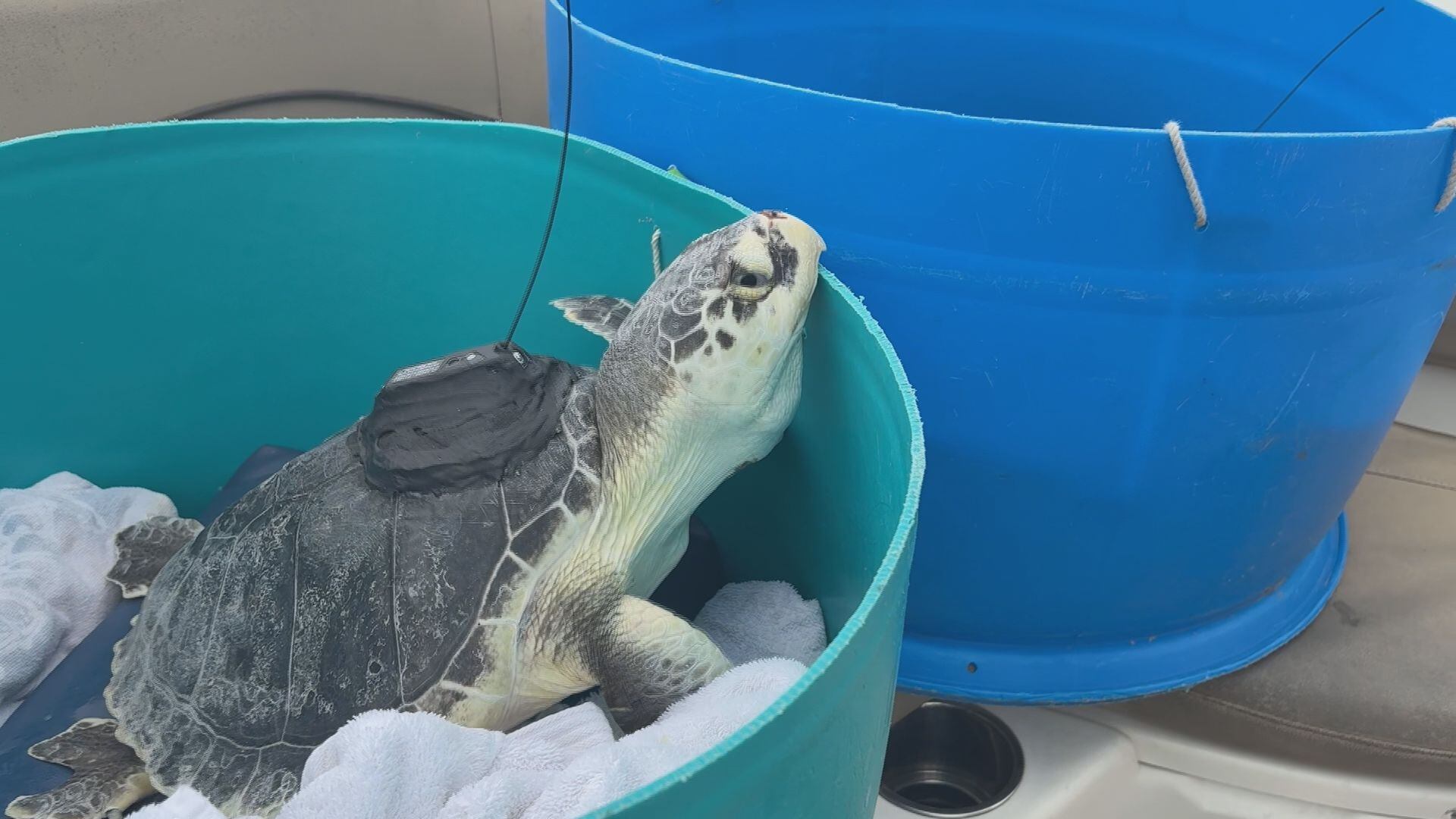 Five endangered Kemp’s ridley sea turtles released into Gulf waters