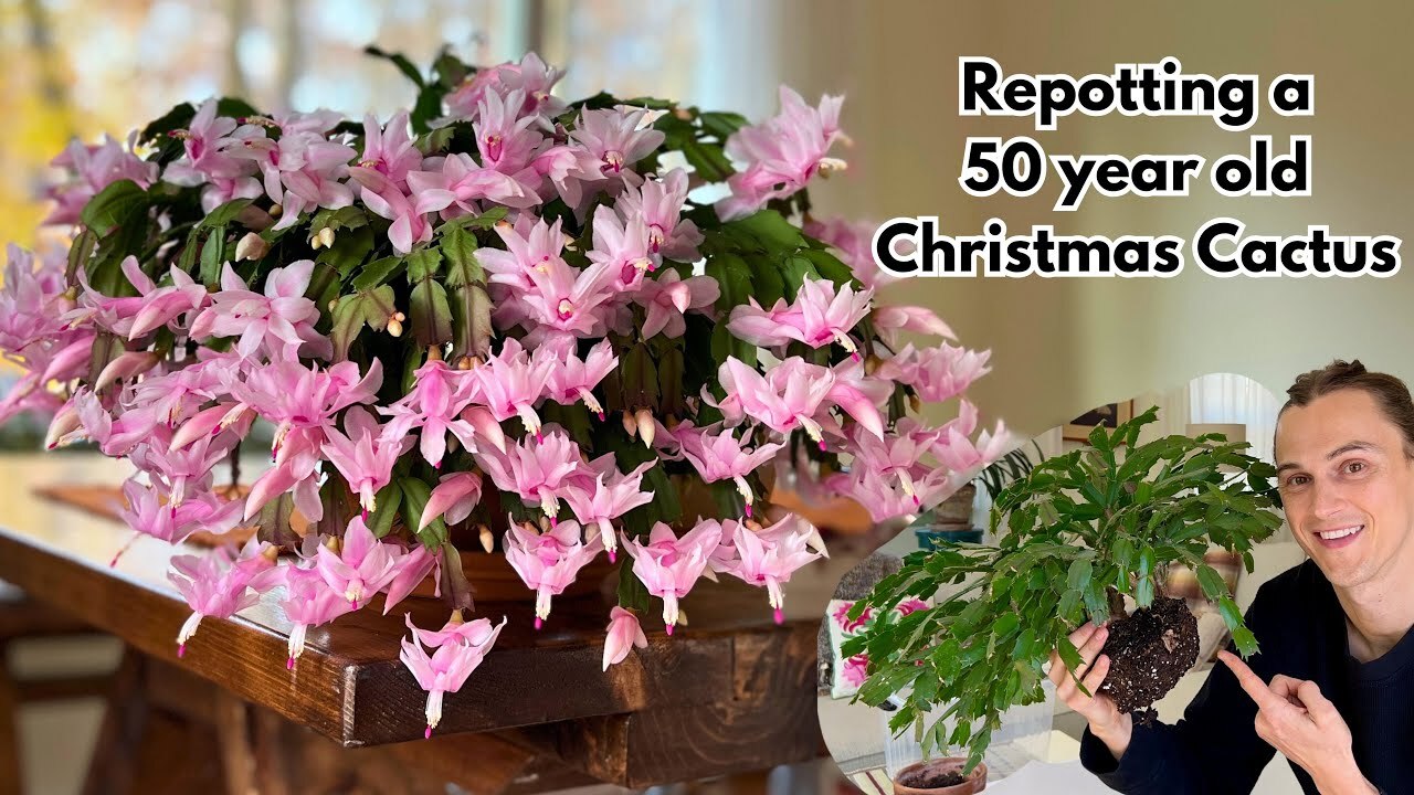 Repotting my Christmas cactus (Thanksgiving cactus) - with root pruning ...