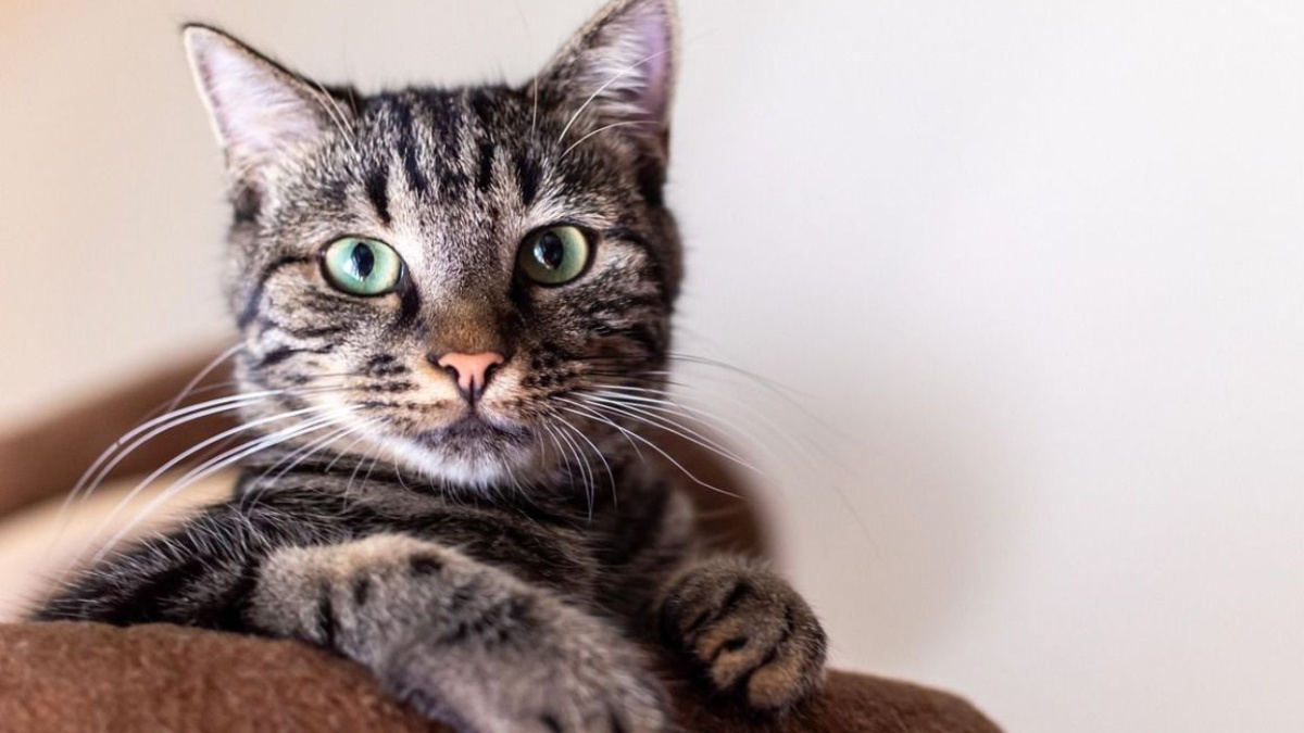 Why your cat brings you their hunted gifts: 9 fascinating reasons