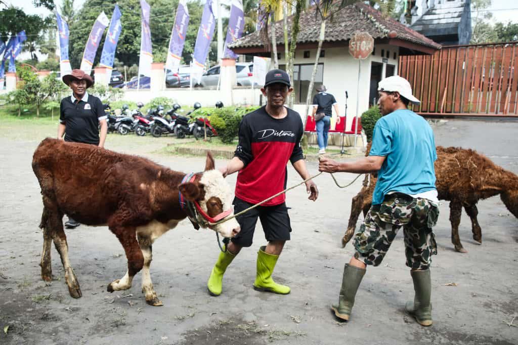 Contoh Hewan Vertebrata dan Klasifikasinya