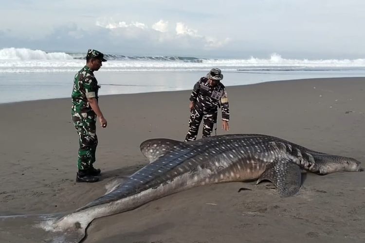 Hiu paus 1,3 ton terdampar di Purworejo, Dinas LHP ungkap penyebabnya