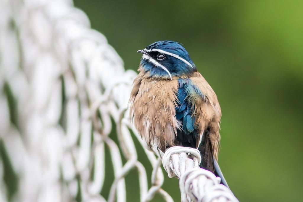 5 Fakta Menarik Hemiprocne Comata, Burung Kumis Putih Pemangsa Gesit