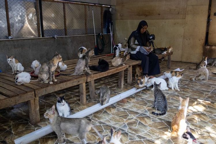 Kisah Salmiati Menyelamatkan Kucing Saat Bencana di Sumbar