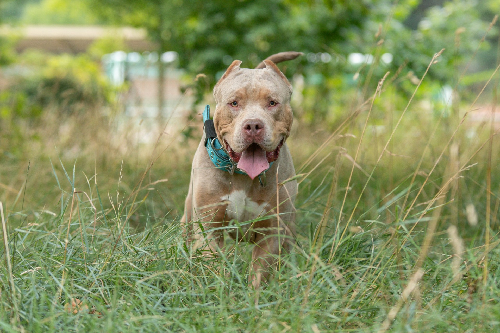 Boy mauled to death after entering room with pit bull