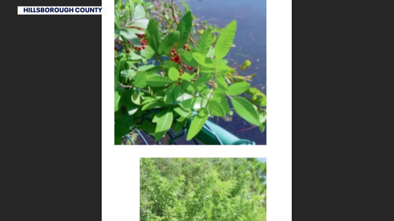 Invasive plant species cause harm in Florida